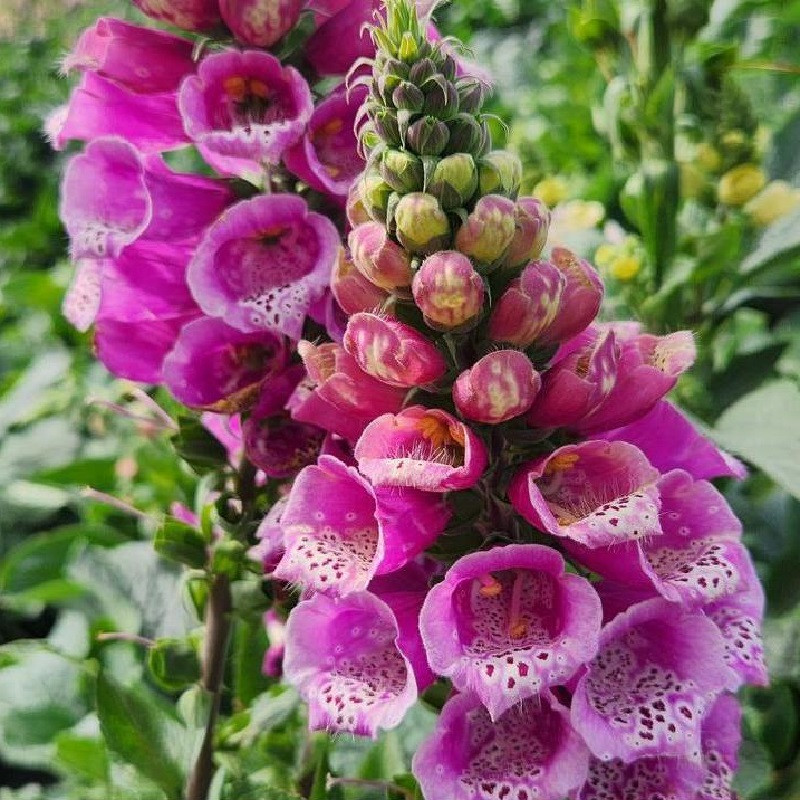 Strawberry Foxglove Plant Addicts1