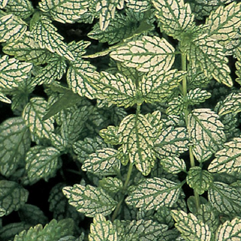 Herman's Pride Dead Nettle | Plant Addicts