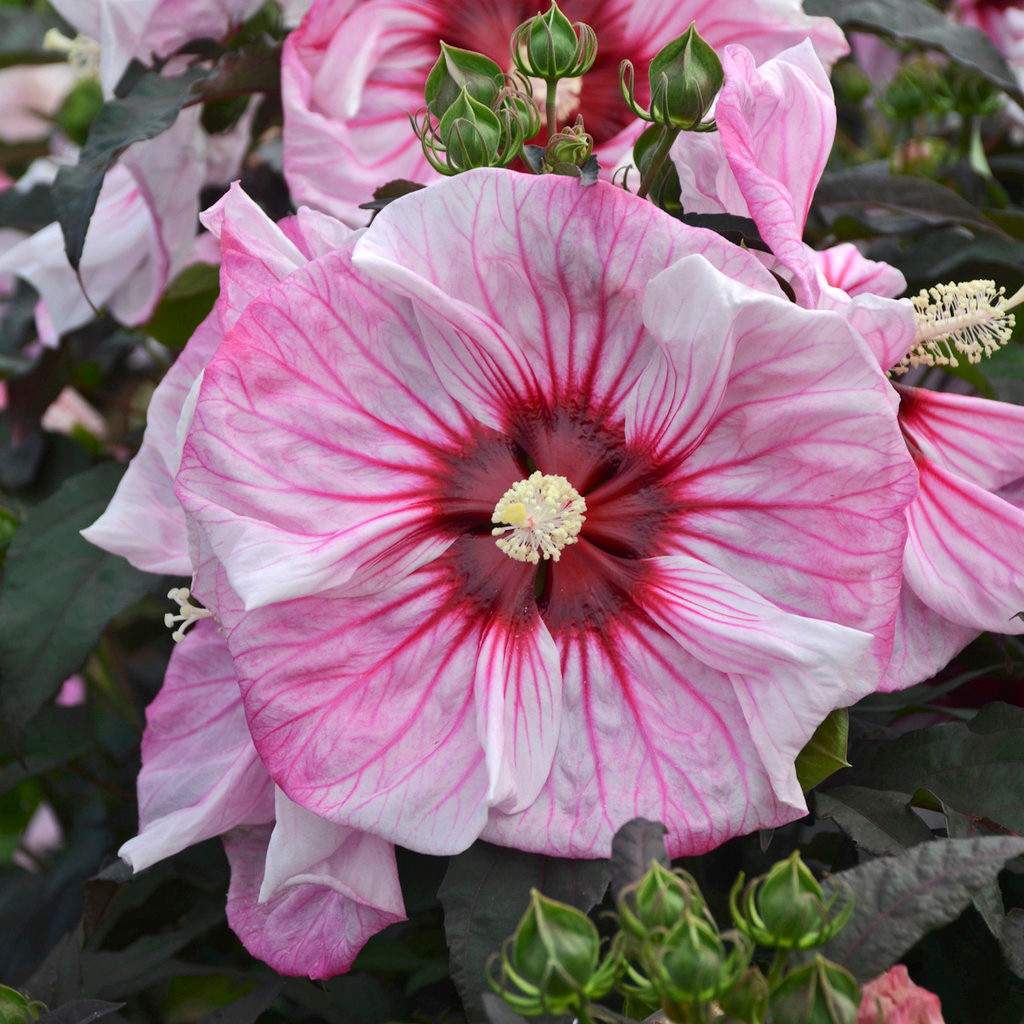 Summerific® Cherry Choco Latte Hibiscus | Plant Addicts