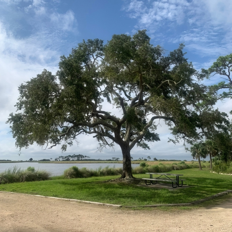 Mexican White Oak Tree | Plant Addicts