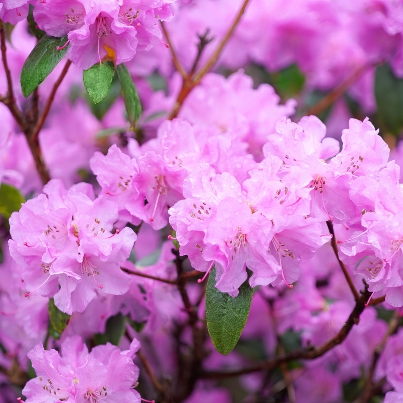 Elsie Lee Azalea | Plant Addicts