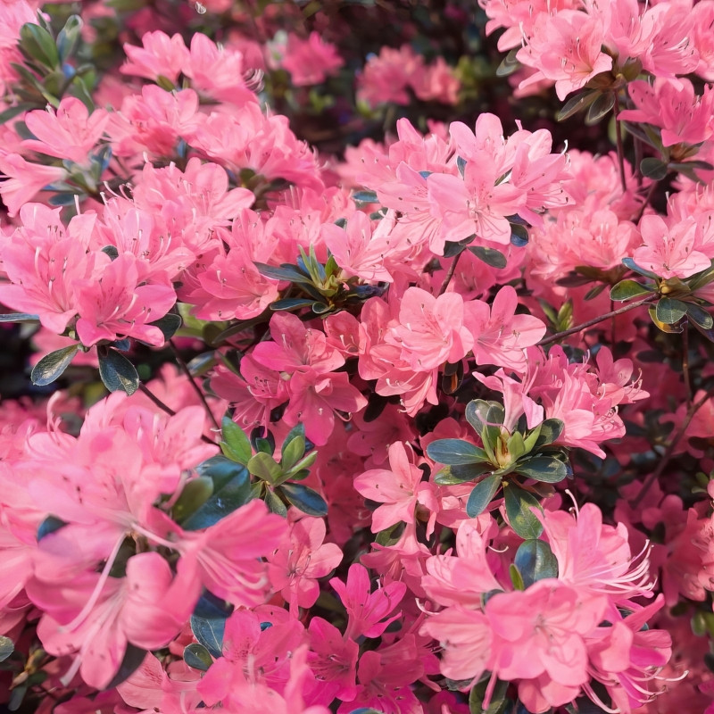 Pink Pearl Azalea | Plant Addicts