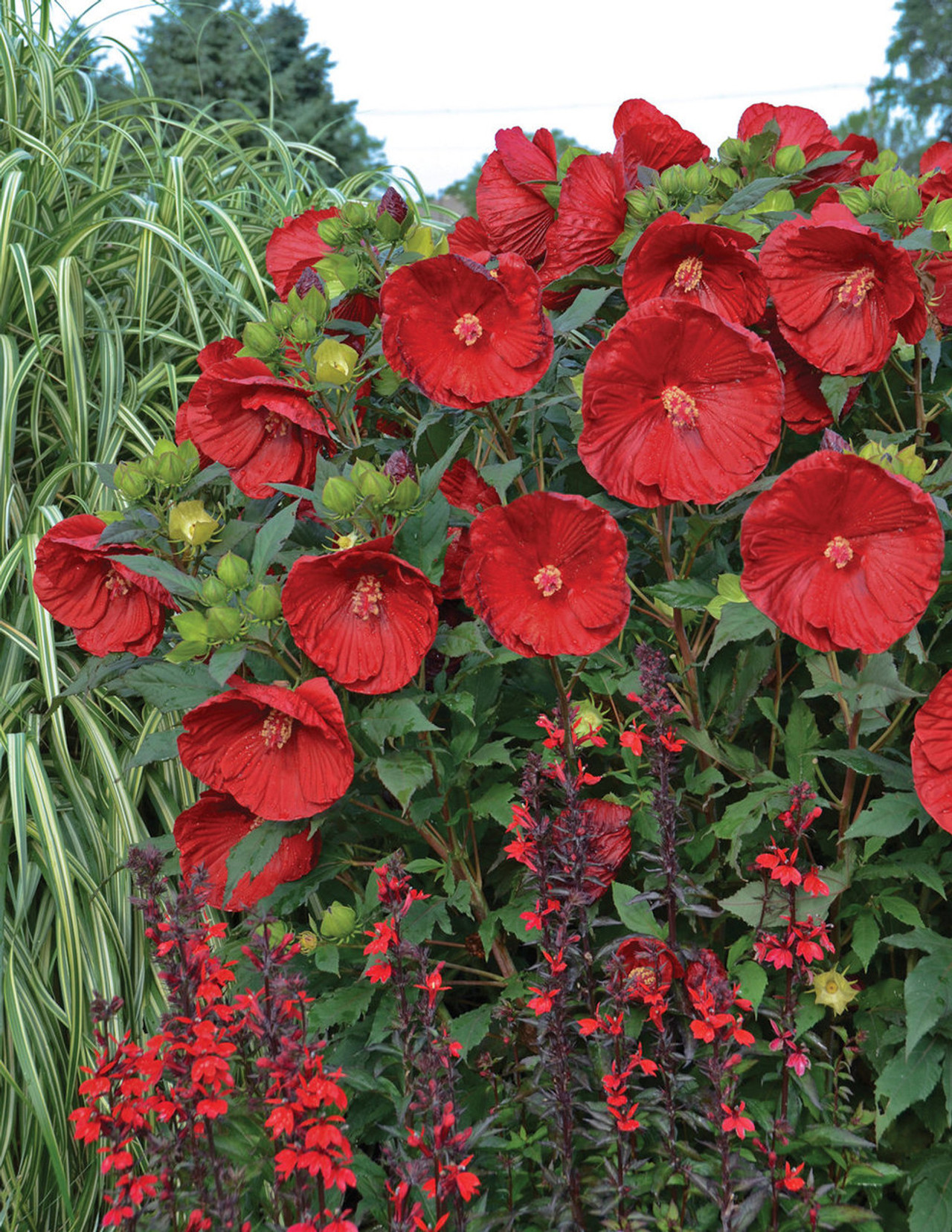 Summerific® Cranberry Crush Hibiscus Plant Addicts