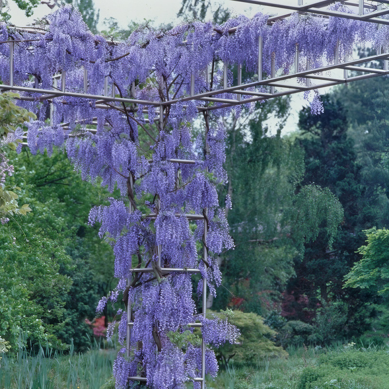 Blue Chinese Wisteria Tree