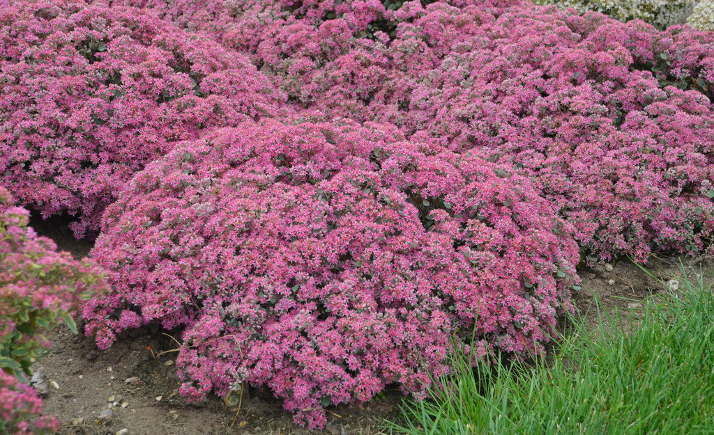Rock 'N Grow® Popstar Stonecrop Sedum | Plant Addicts