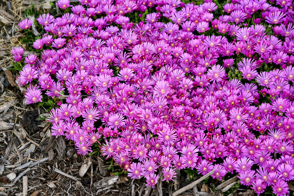 Kaleidoscope™ Orchid Flash Hardy Ice Plant | Plant Addicts