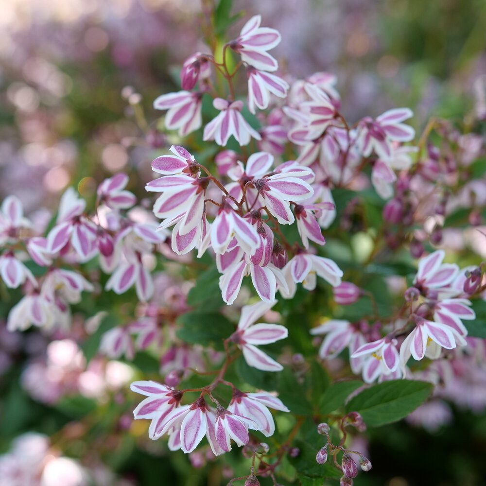 Yuki Kabuki™ Deutzia | Plant Addicts