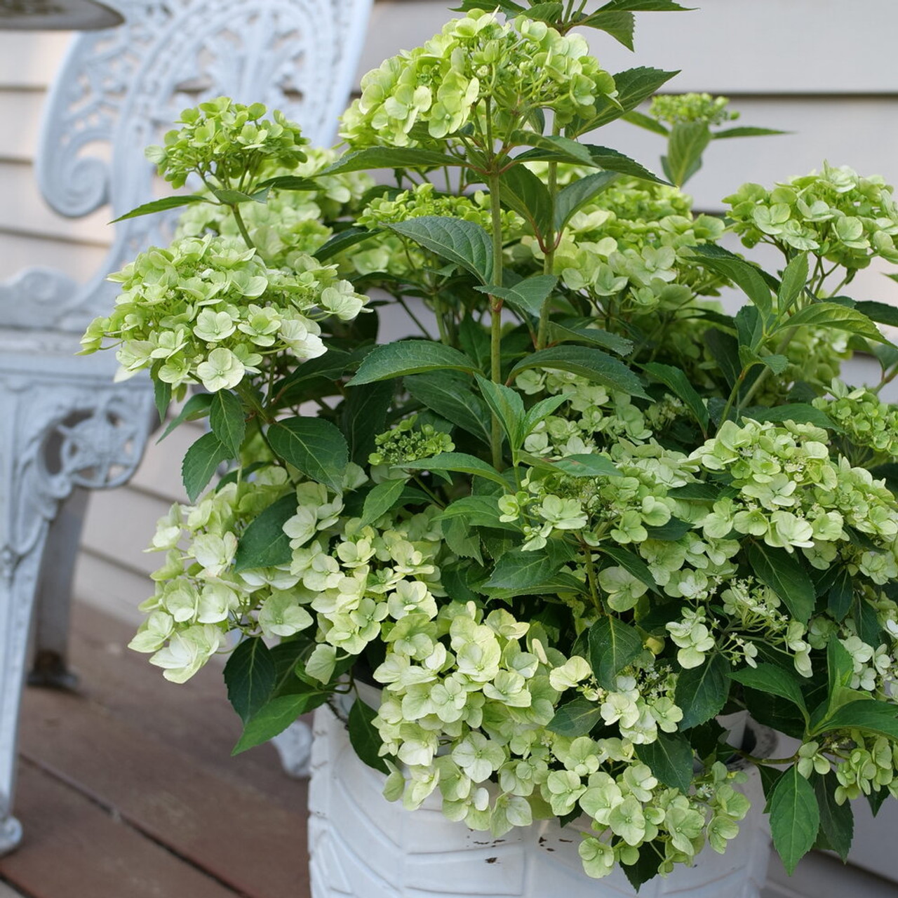 ドナルド・サルタン 「hydrangea in a green pot」 定番品】ドナルド・サルタン 「hydrangea in a green pot