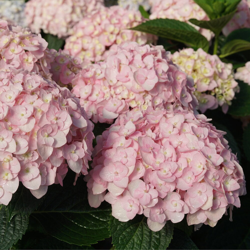 Wee Bit Innocent™ Hydrangea | Plant Addicts