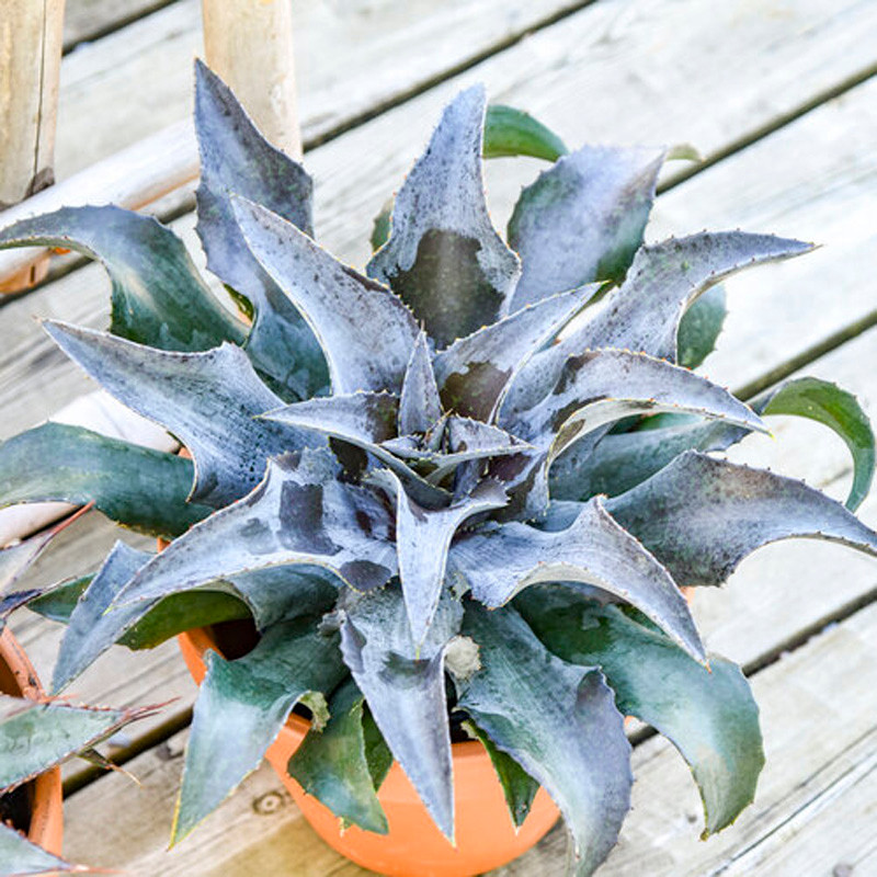 Art & Sol™ Night Owl Mangave | Plant Addicts