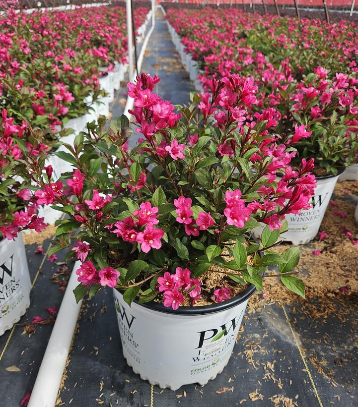 Sonic Bloom® Punch Weigela | Plant Addicts