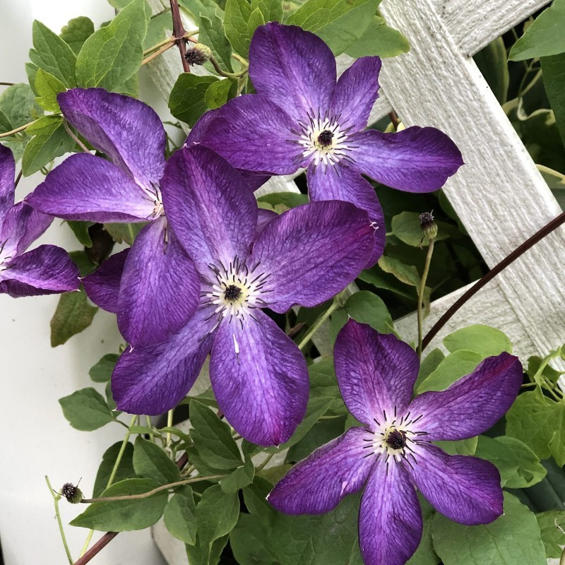Venosa Violacea Clematis | Plant Addicts