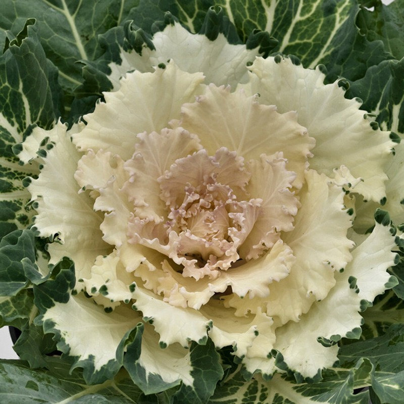 Osaka White Flowering Cabbage | Plant Addicts