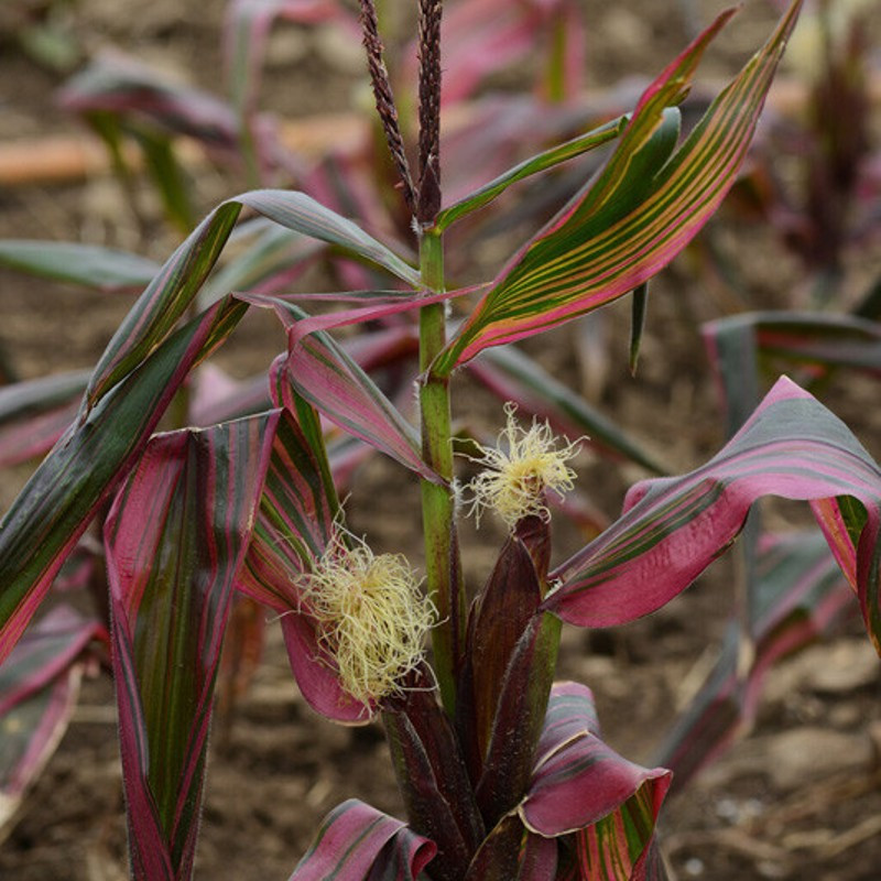palmlilie pflanze Yucca filamentosa