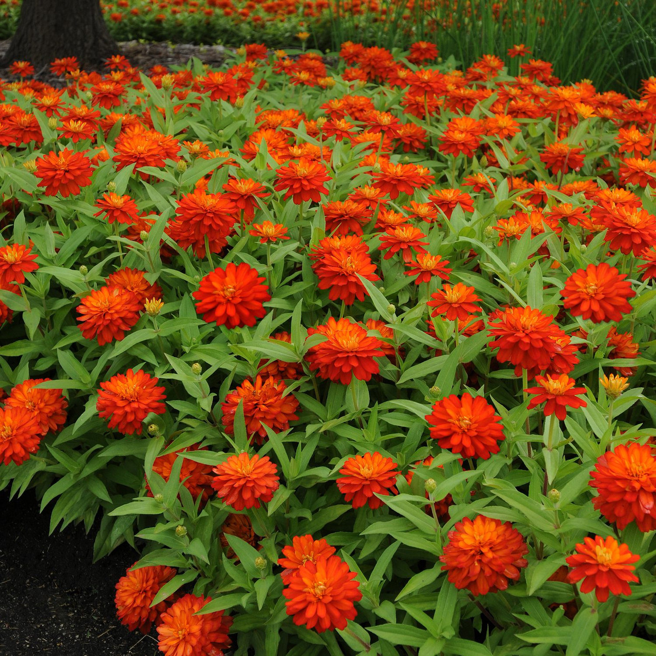 zinnia_double_zahara_fire_zinn