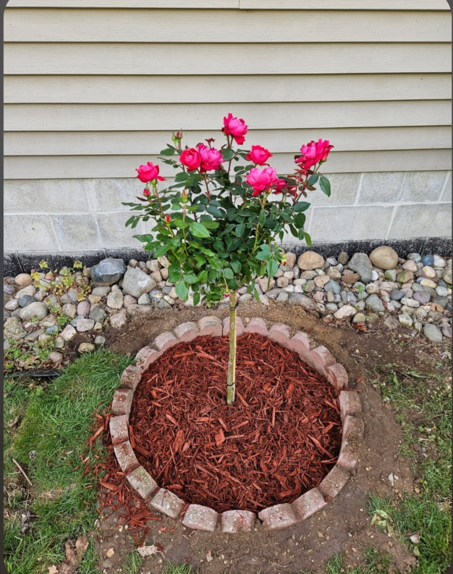 Knock Out® Double Red Rose Tree | Plant Addicts