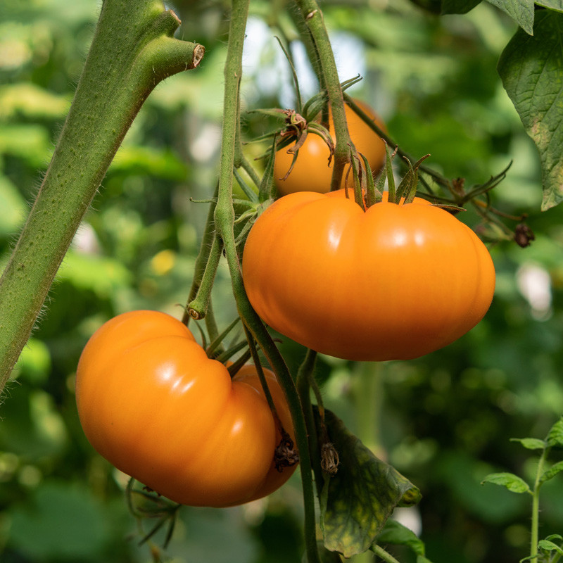 Chef's Choice Orange Tomato | Plant Addicts