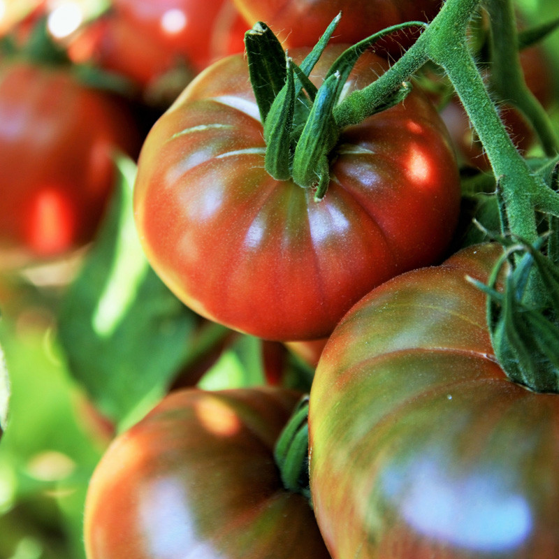 Chef's Choice Purple Tomato | Plant Addicts