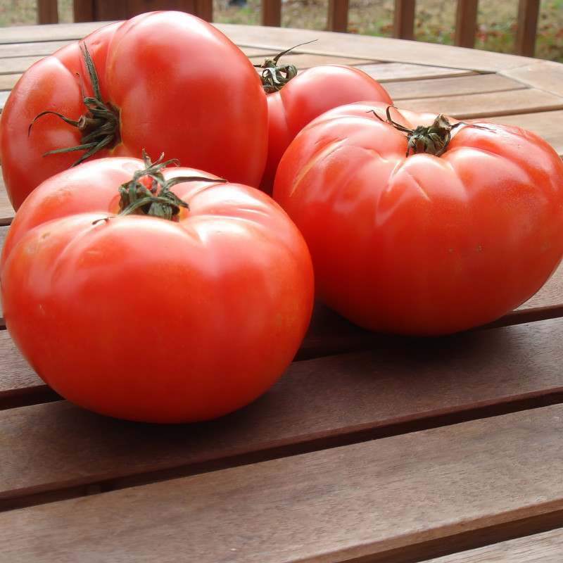 Chef's Choice Red Tomato | Plant Addicts