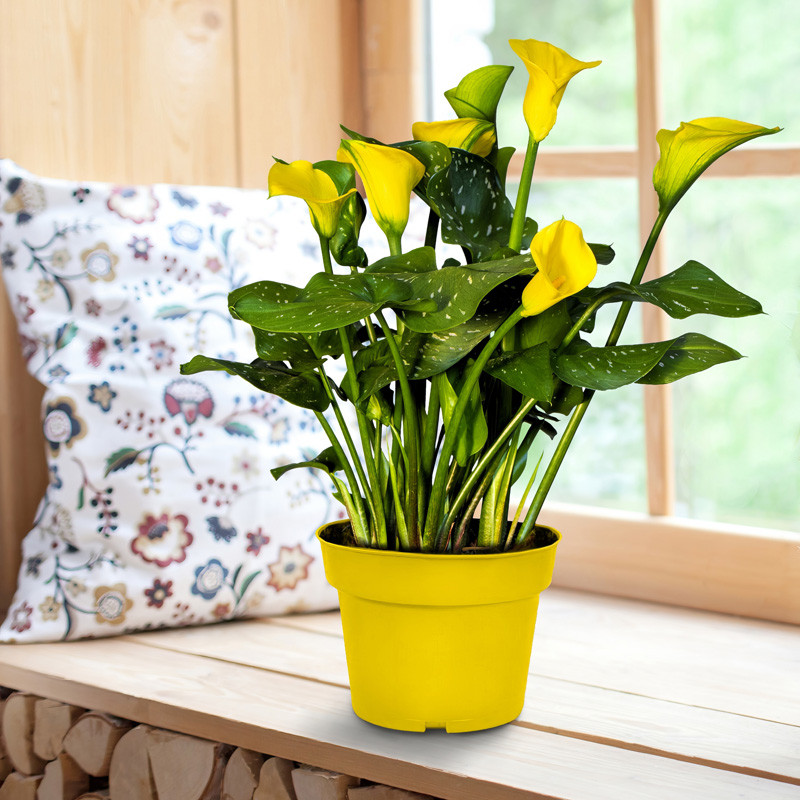 Yellow Calla Lily Grow Kit | Plant Addicts