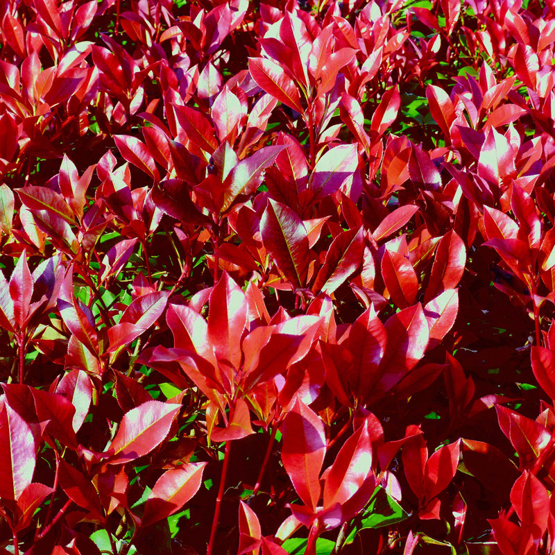 pest control plant Green Guard Natural Pest Control Spray main image 0