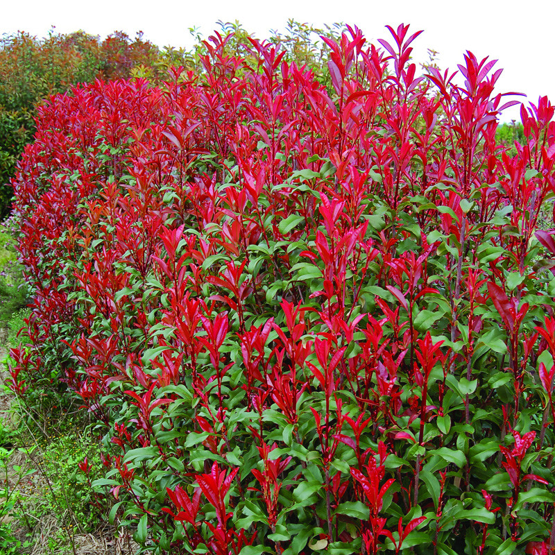 Dynamo Red Photinia | Plant Addicts