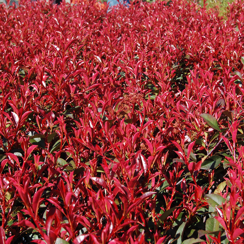 Dynamo Red Photinia | Plant Addicts