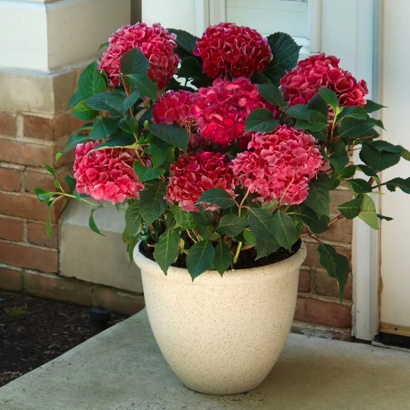 Red Sensation Hydrangea | Plant Addicts