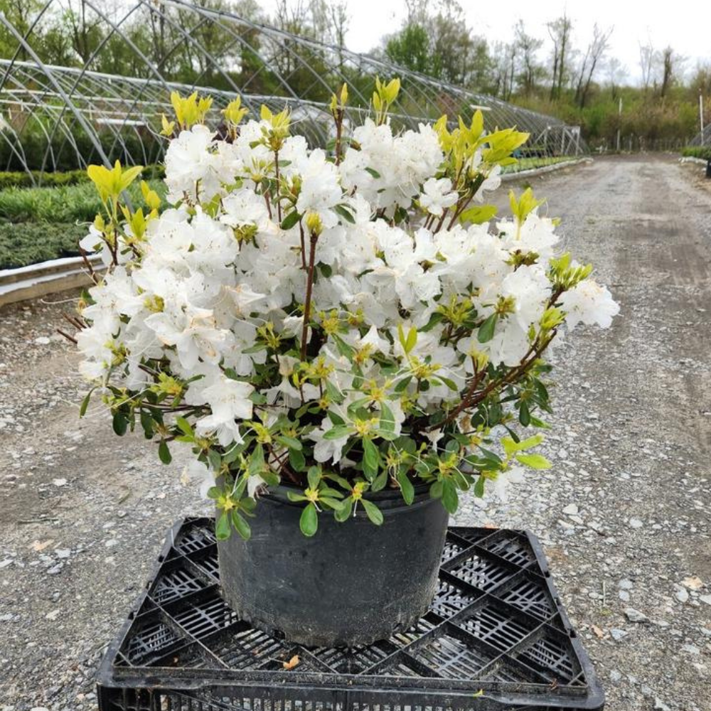 Adélie White adidas Forum Low CL Shoes - White | Free Shipping with adiClub