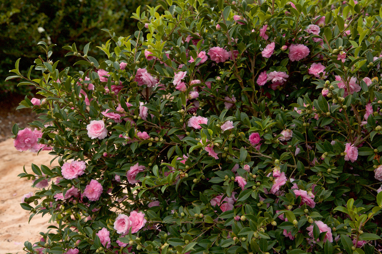 October Magic Pink Perplexion Camellia | PlantAddicts.com