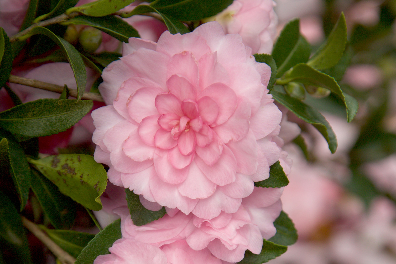 October Magic Pink Perplexion Camellia | PlantAddicts.com