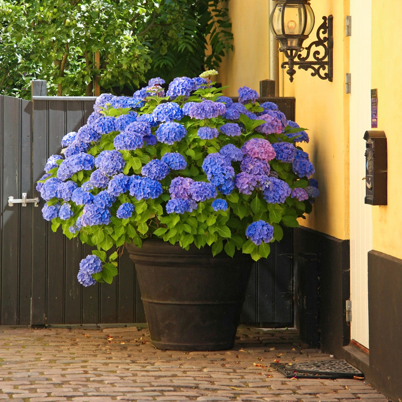 flower pots indoor plants Casa De Amor Self Watering Pots for Indoor Plants, Best Flower Pots &