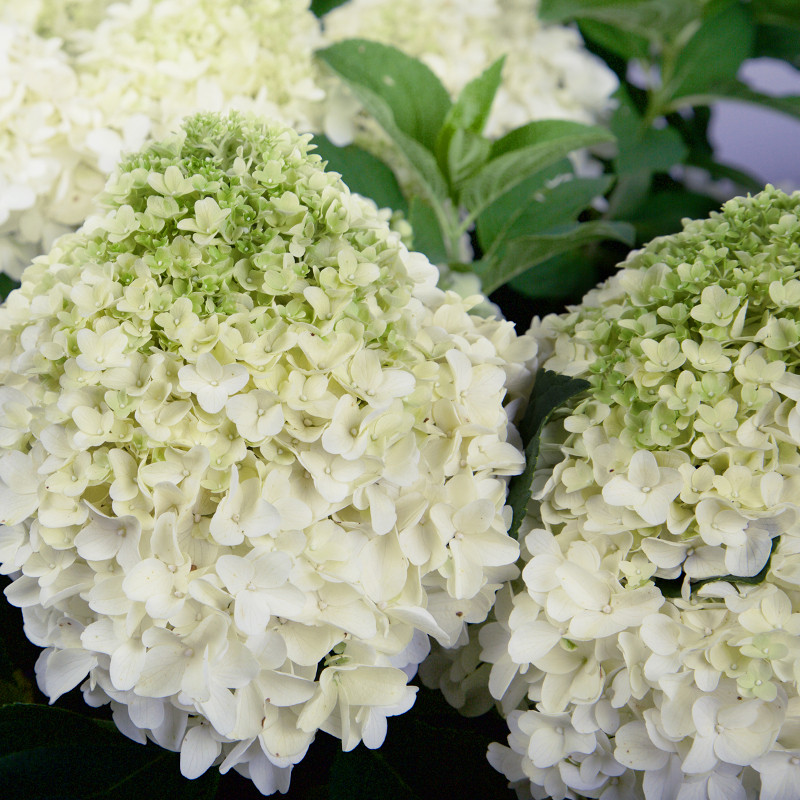 Wedding Gown Hydrangea Plant Addicts