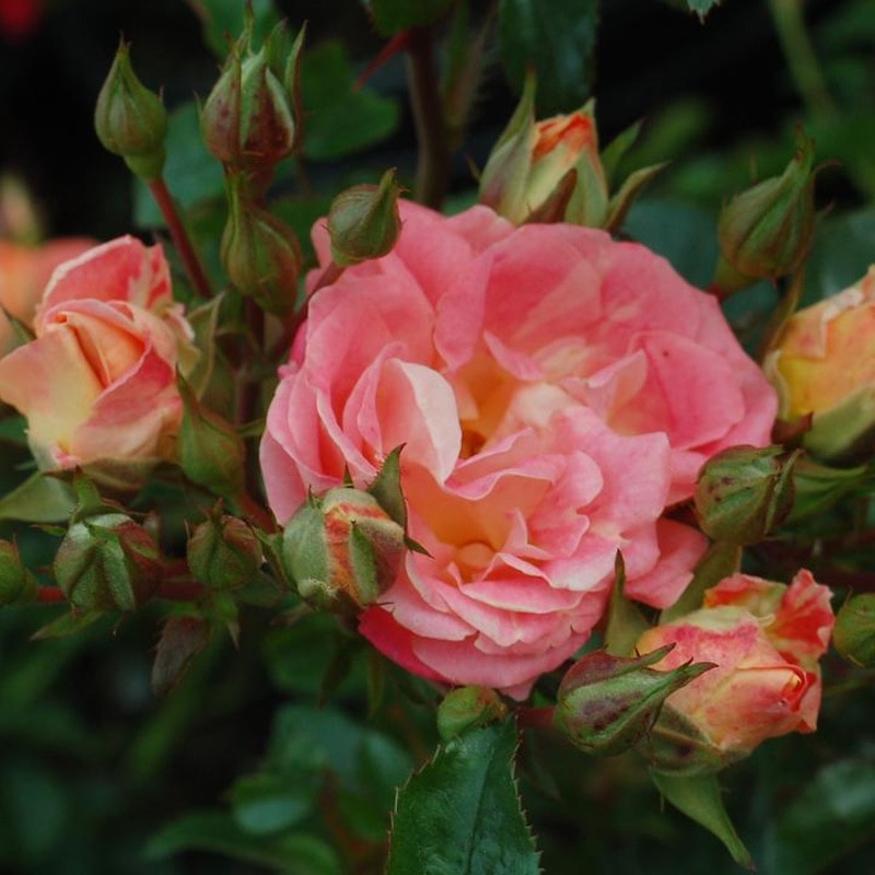 Peach Drift Groundcover Rose | PlantAddicts.com