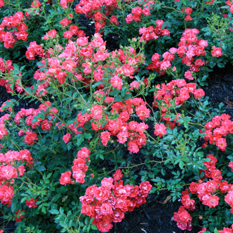 Red Drift Groundcover Rose