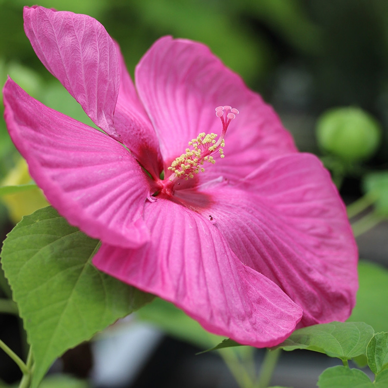 Luna Rose Hibiscus | Plant Addicts