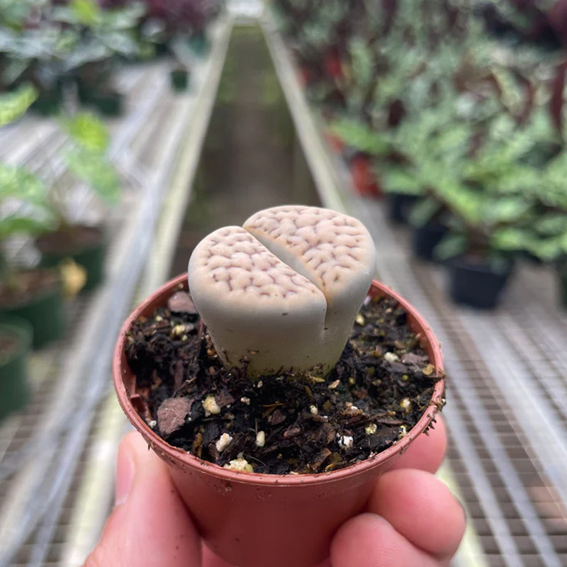 kiwi succulent Aeonium Kiwi