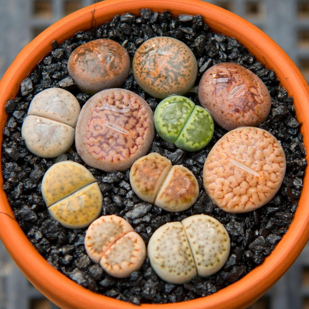 Lithop Living Rock Plant | Plant Addicts