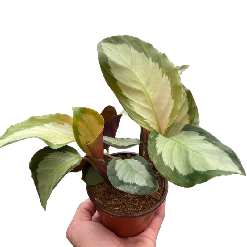 Picturata Calathea