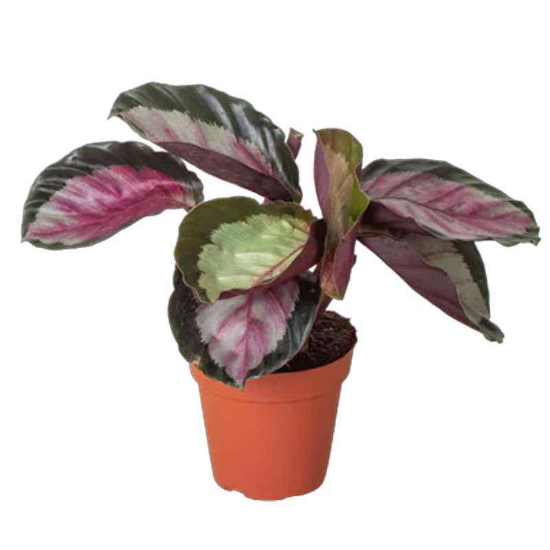 elefantenohr rot Elefantenohr Alocasia 'Red Secret' main image 1