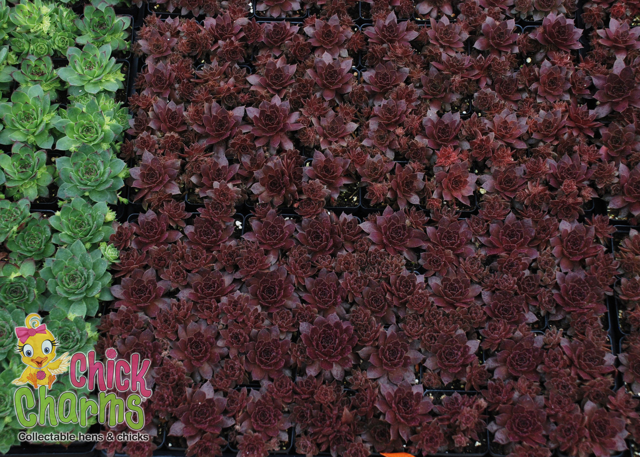 Chick Charms® Chocolate Kiss Hens & Chicks