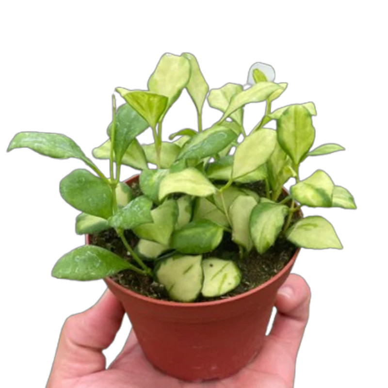 Hoya Heuschkeliana Variegata | Plant Addicts
