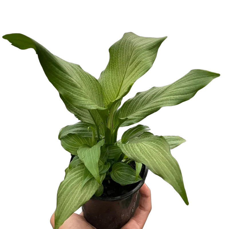 indoor plant fertilizer Plant Food Starter Kit