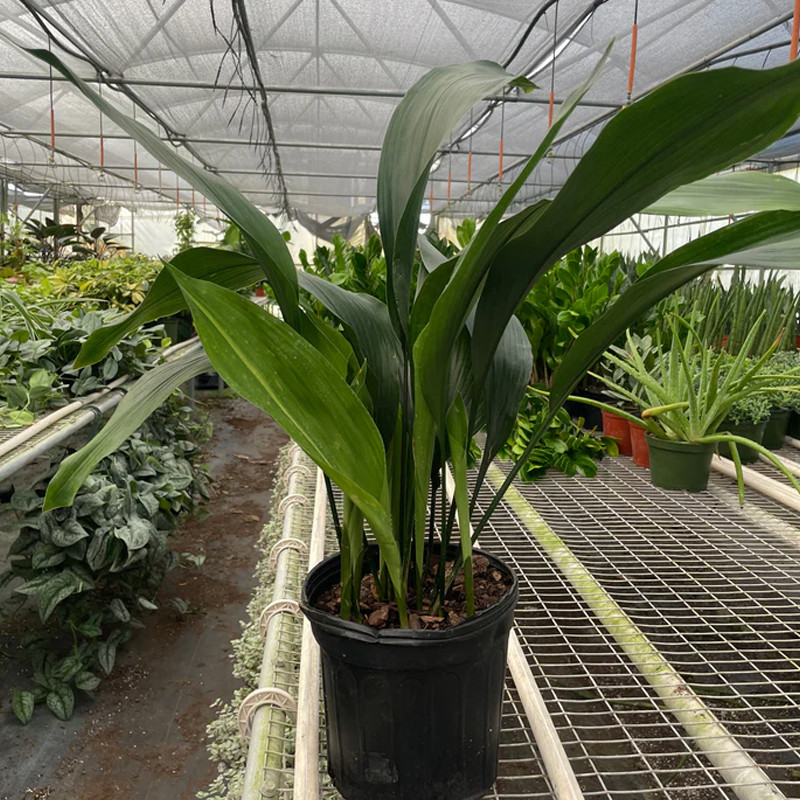 monstera swiss Monstera Adansonii Swiss cheese Hanging Basket