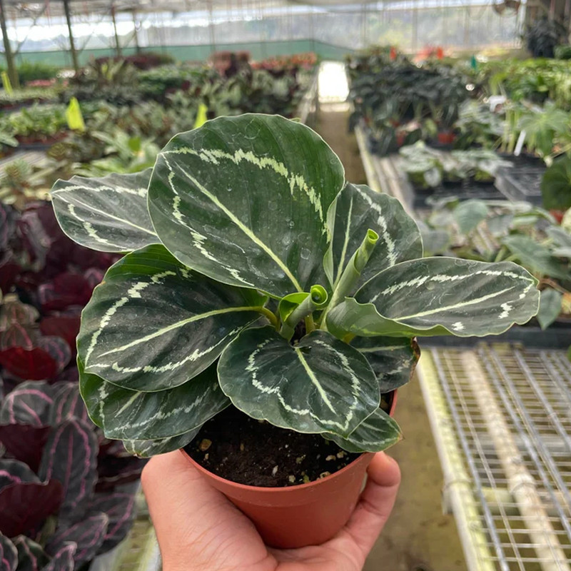 efeutute philodendron Lemon Lime Vining Heartleaf Philodendron cordatum - Easy to Grow