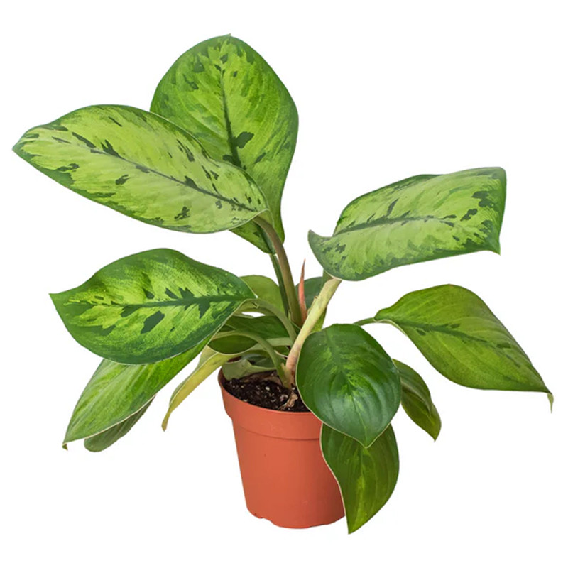 Homalomena hyb. 【YR2309-f1】 Selby Homalomena | Plant Addicts