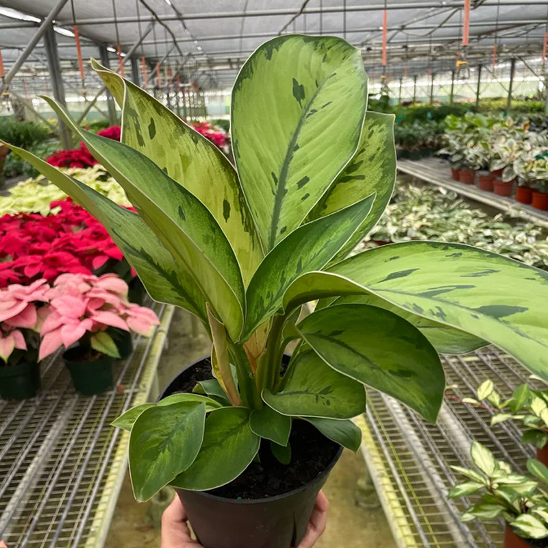 Selby Homalomena | Plant Addicts