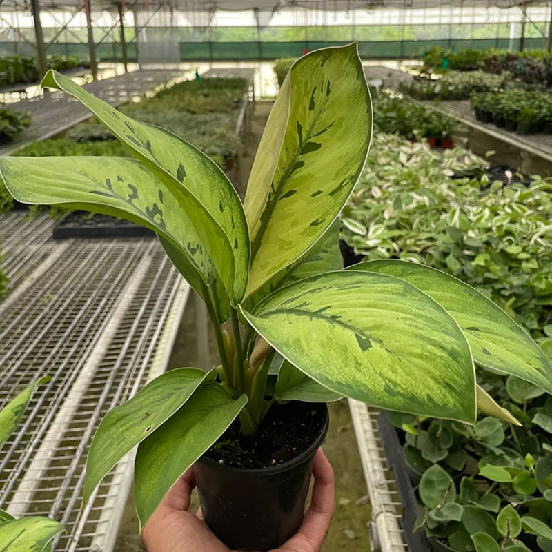 Selby Homalomena | Plant Addicts