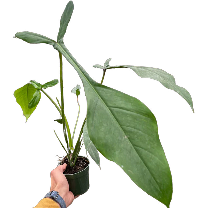 Joepii Philodendron | Plant Addicts Joepii Philodendron | Plant Addicts
