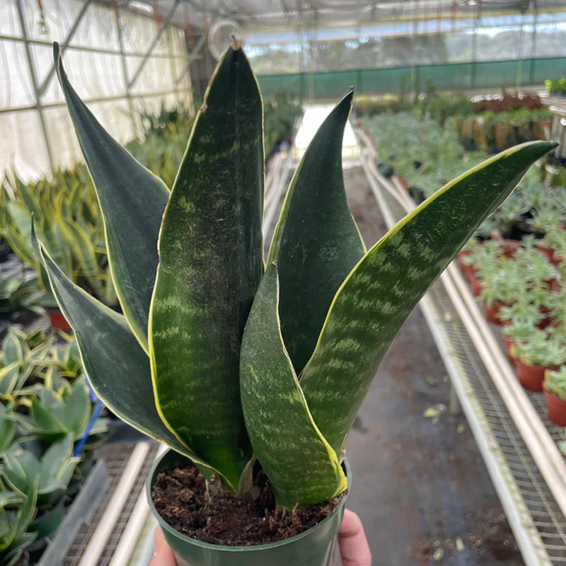 Fabi Snake Plant | Plant Addicts